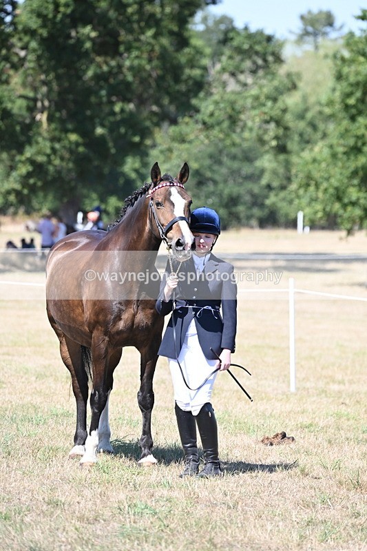 WJ6_8684 - Class 37b Best Loan Pony In-hand