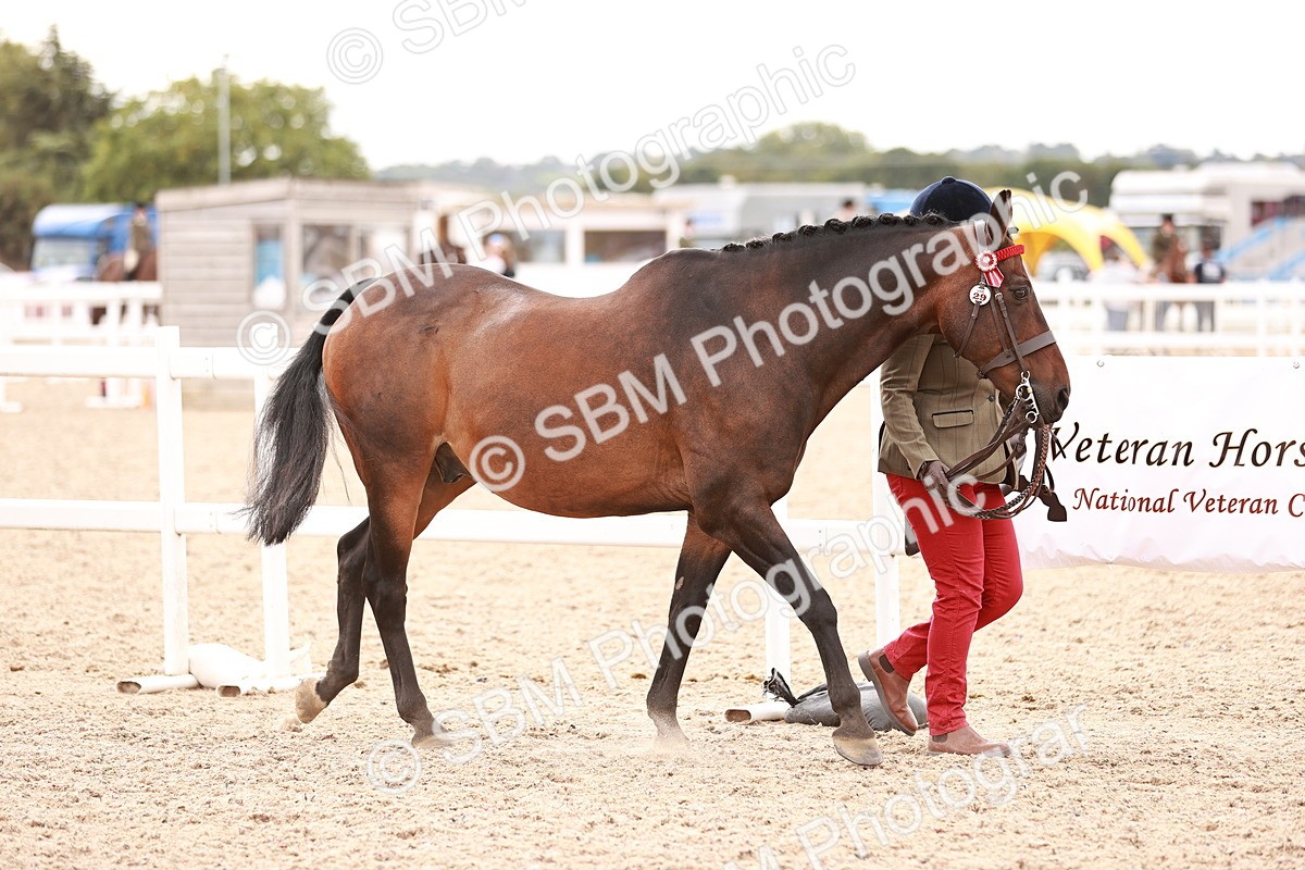 SBM_16177 - Class412 - Handsome Gelding (IH  or Ridden) Adult