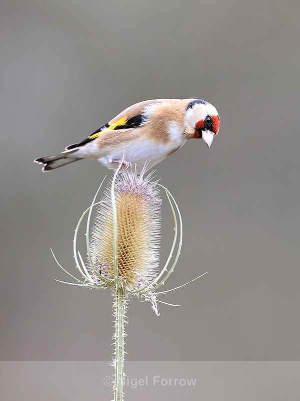 Goldfinch on teasel, Otterbourne, Hampshire - Goldfinch