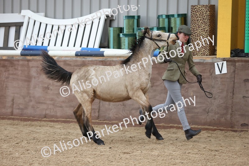 20251109-0777 - Class 24 - Foals