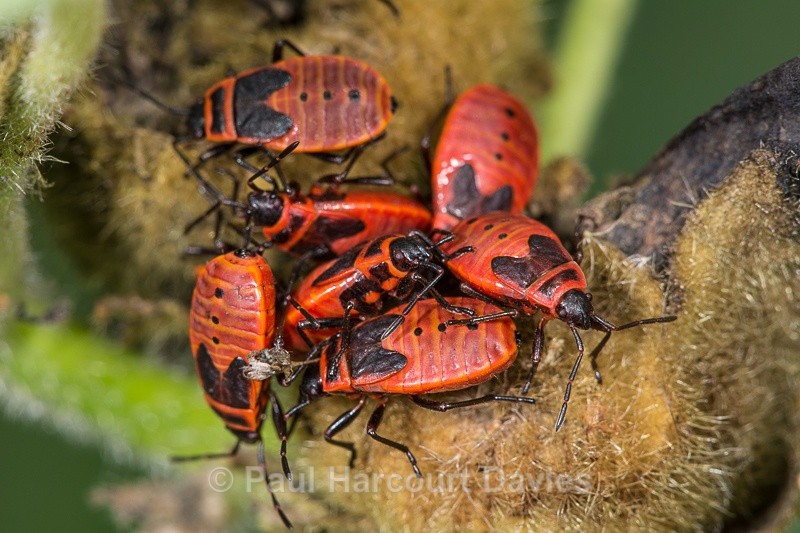  - Bugs: Macro insects
