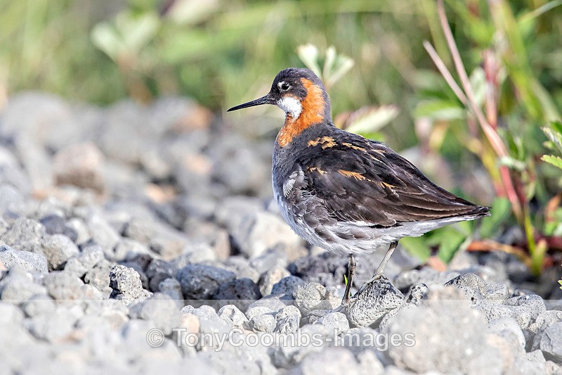 Red-necked Phalarope - Iceland