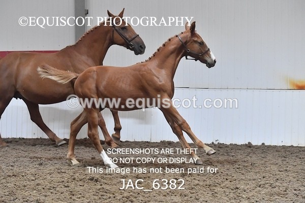 JAC_6382 - 19 Luca