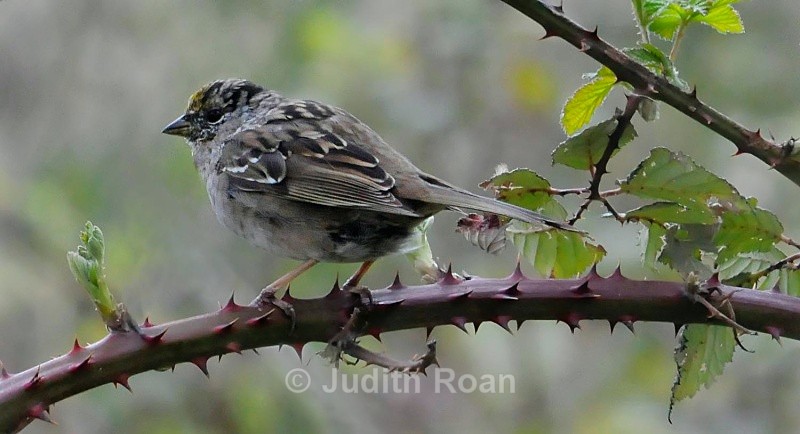 Golden-crowned Sparrow on blackberry - Backyard Birds of Mercer Island