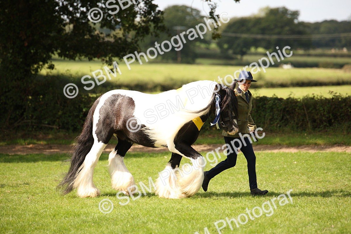 SBM_62979 - In Hand Horse Supreme Championship