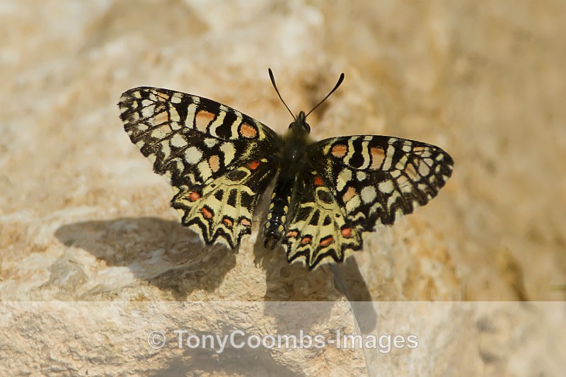 Spanish Festoon Butterfly - Other Wildlife