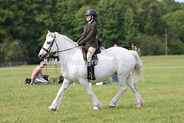 IMG_2700 - Working Hunter
