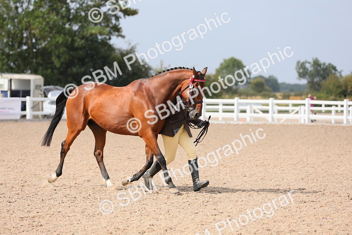 SBM_15959 - Class 313 IH Retired Racehorse