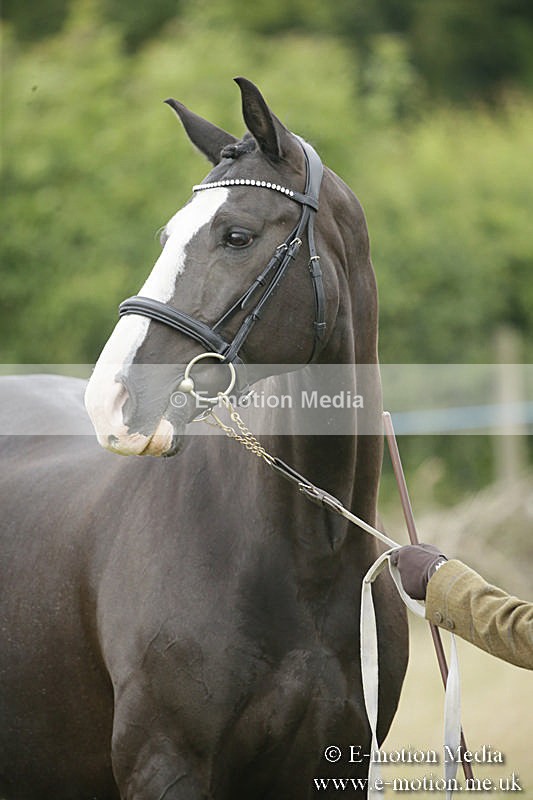B230619-0268 - Bourne Valley Riding Club Summer Show 23/06/19