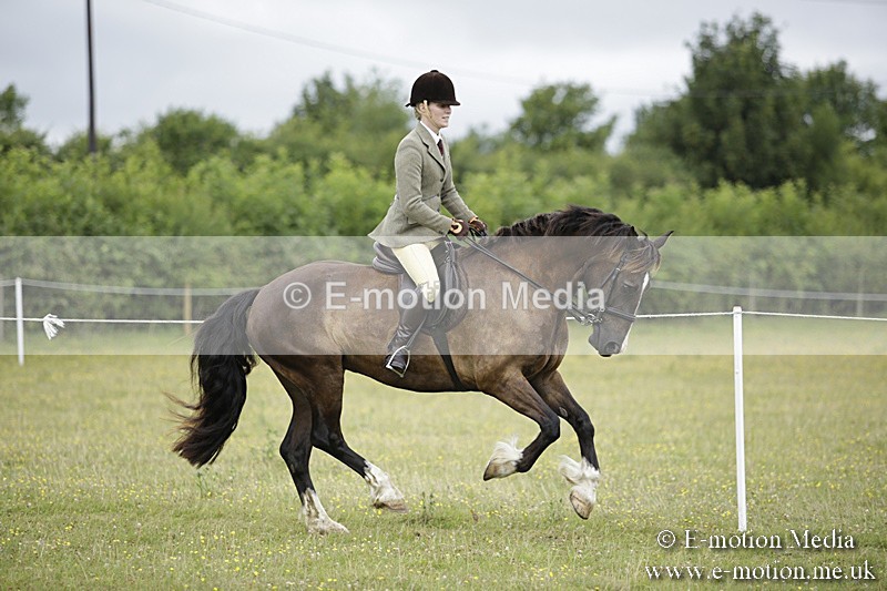 BVR160717-1292 - Ring 1 BVRC Show 16/07/17