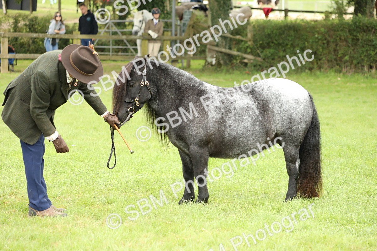 SBM_62785 - S46 - Mountain & Moorland In Hand Small Breeds