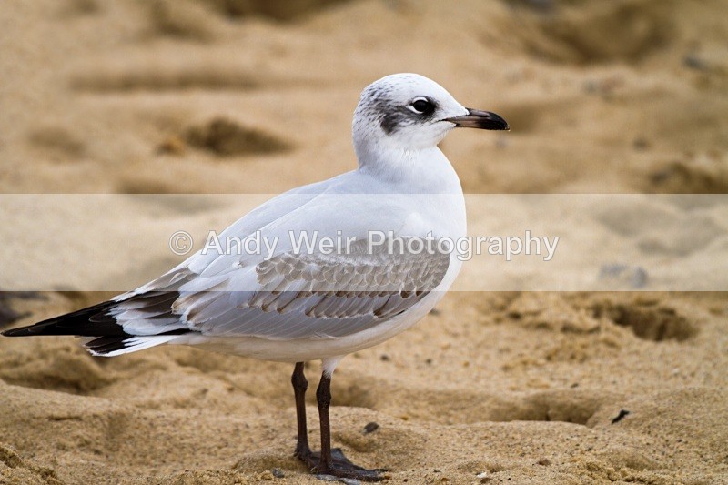 20101128-647 - Mediterranean Gull