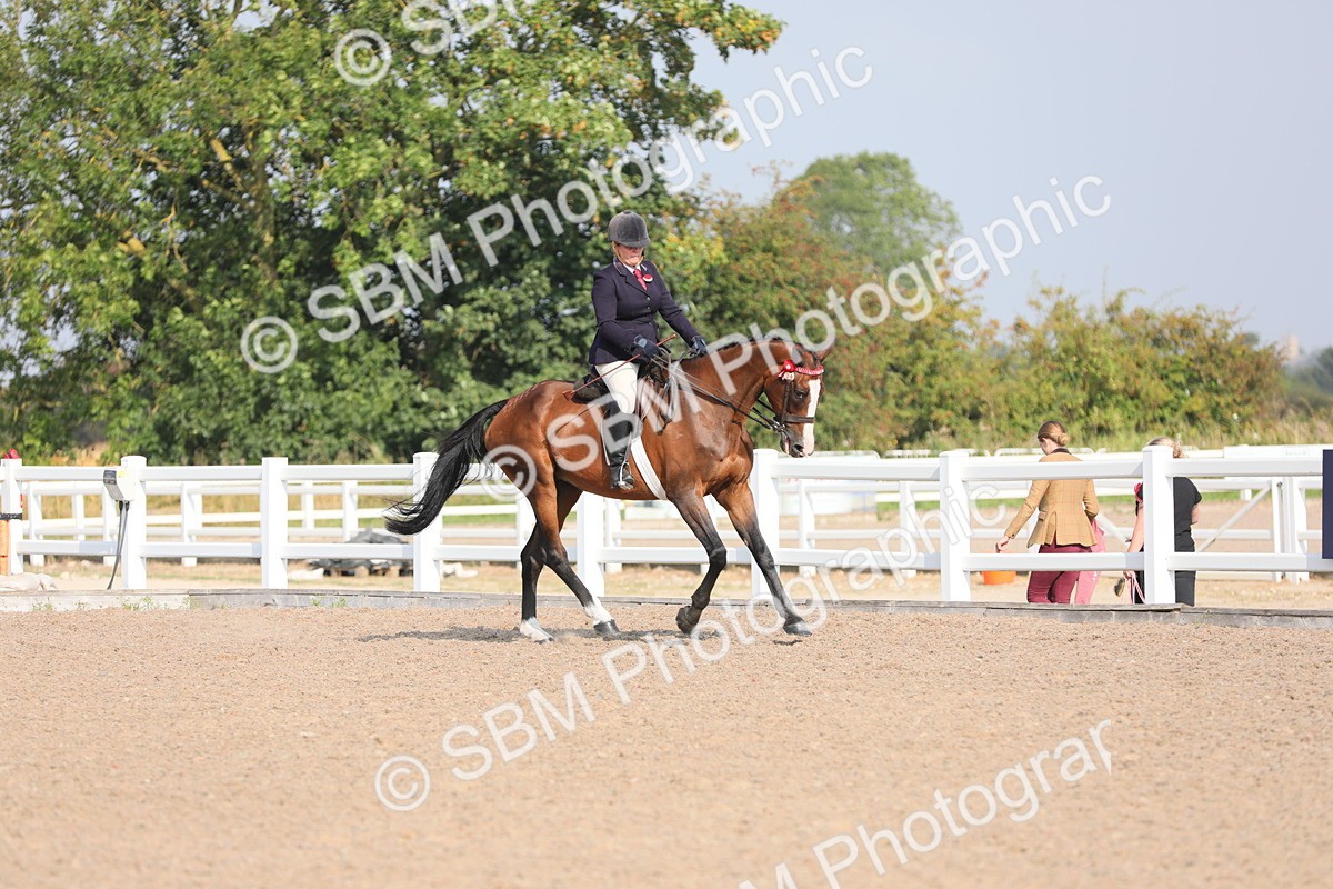 SBM_11350 - Class 305 Ridden Foreign Breeds- Pure Bred