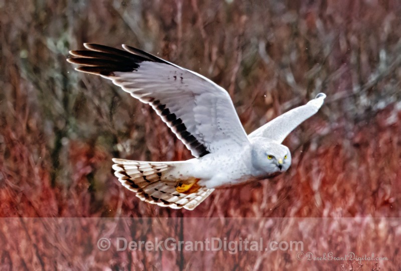The Gray Ghost - Male Northern Harrier - Circus hudsonius - Birds of Atlantic Canada