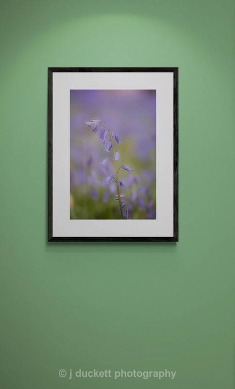 single drooping bluebell