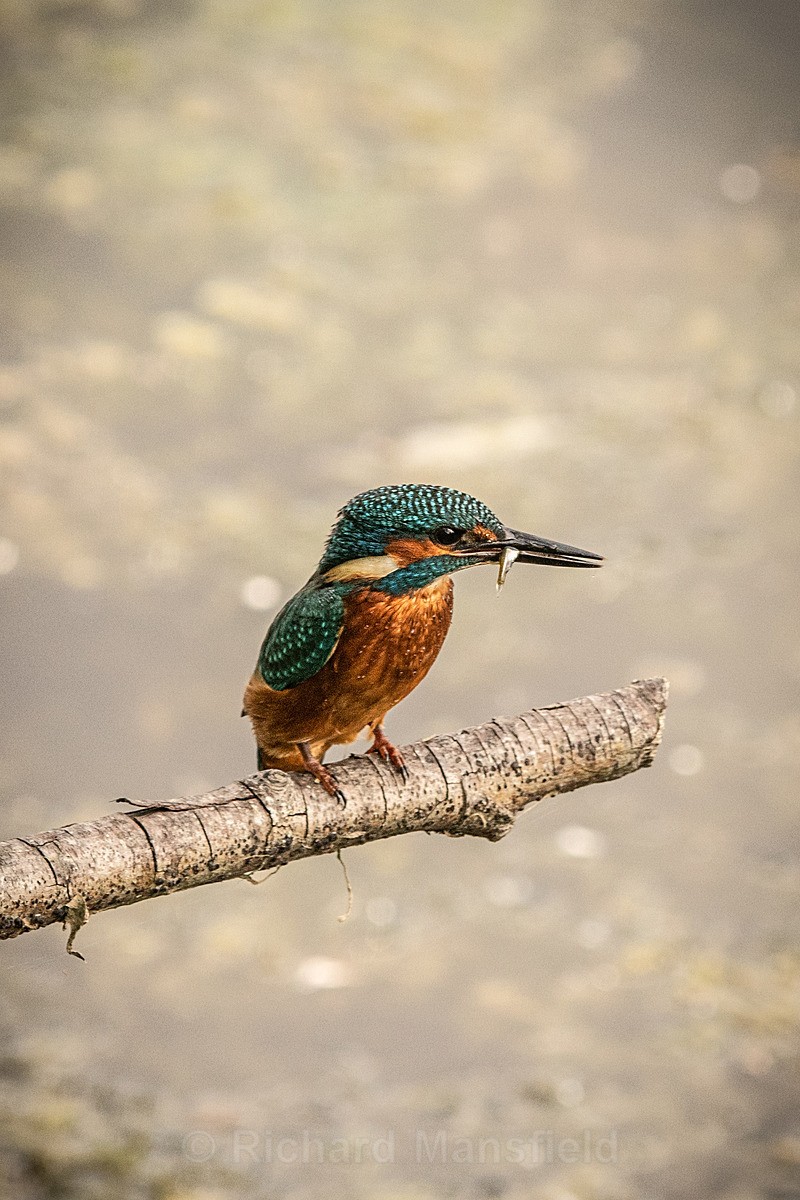  - Kingfisher
