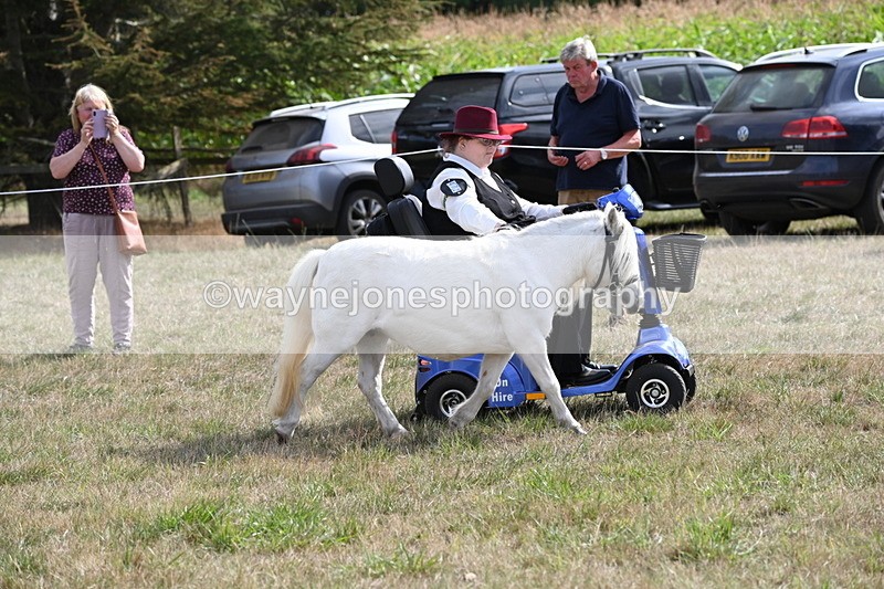 WJ6_6917 - Class 21 Shetland & Mini Horses