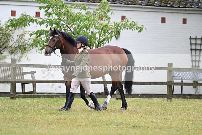 WJ7_6017 - Class 4a Prettiest Mare over 14hh