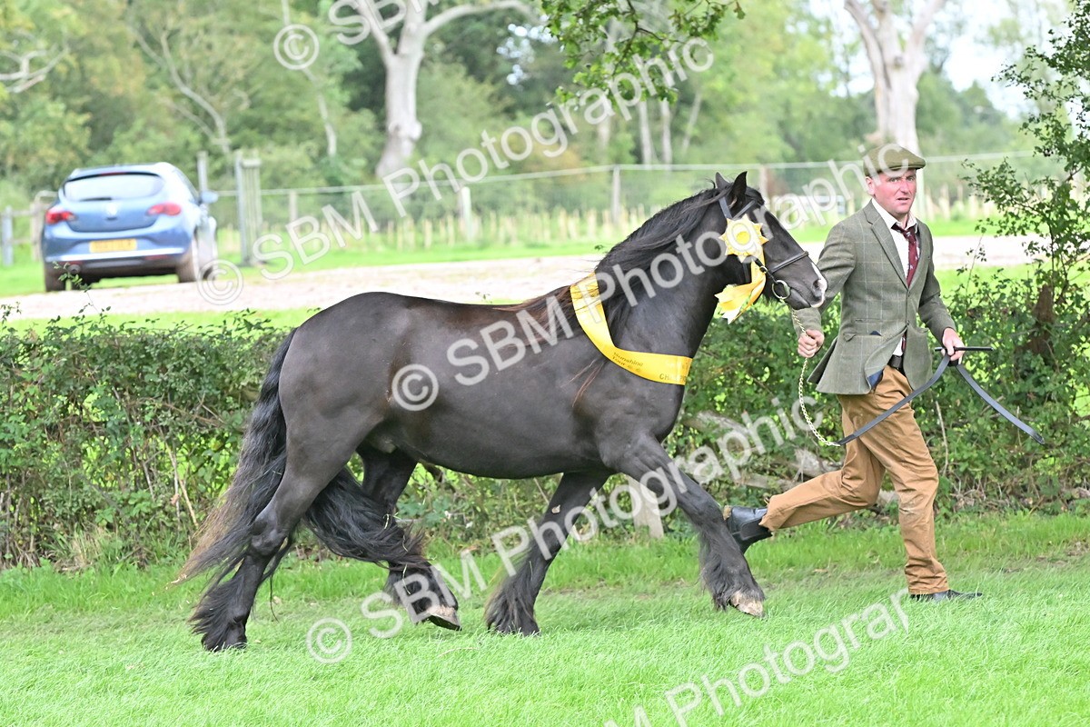 SBM_65004 - In Hand Pony & Younstock Supreme Championship