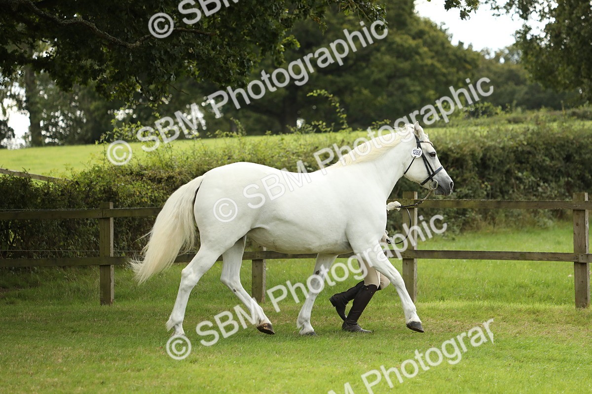 SBM_65367 - S47 - Mountain & Moorland In Hand Large Breeds