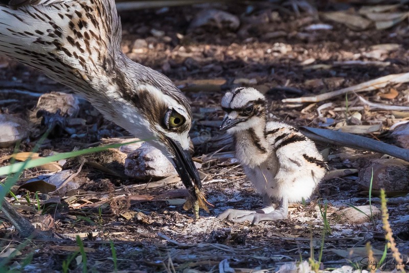 Bush-Stone Curlew