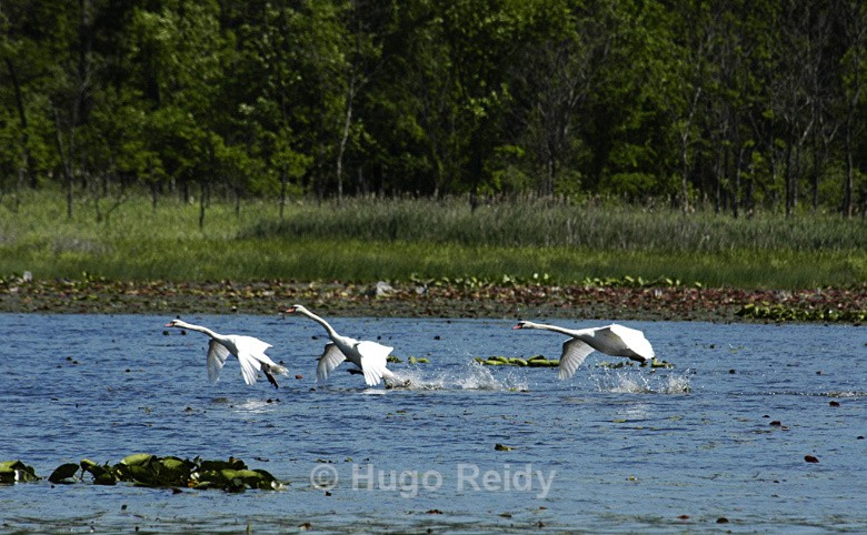  - Birds in the Wild