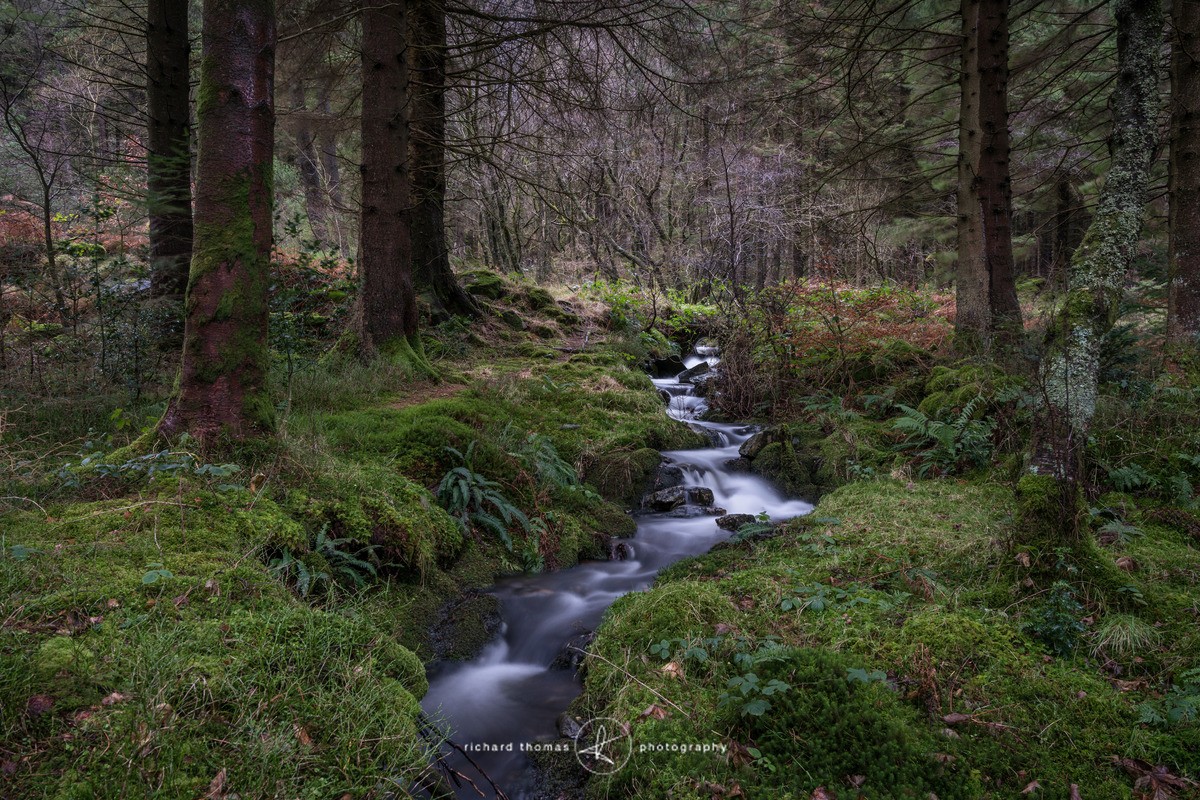 Bryn-Engan stream II - Woodland