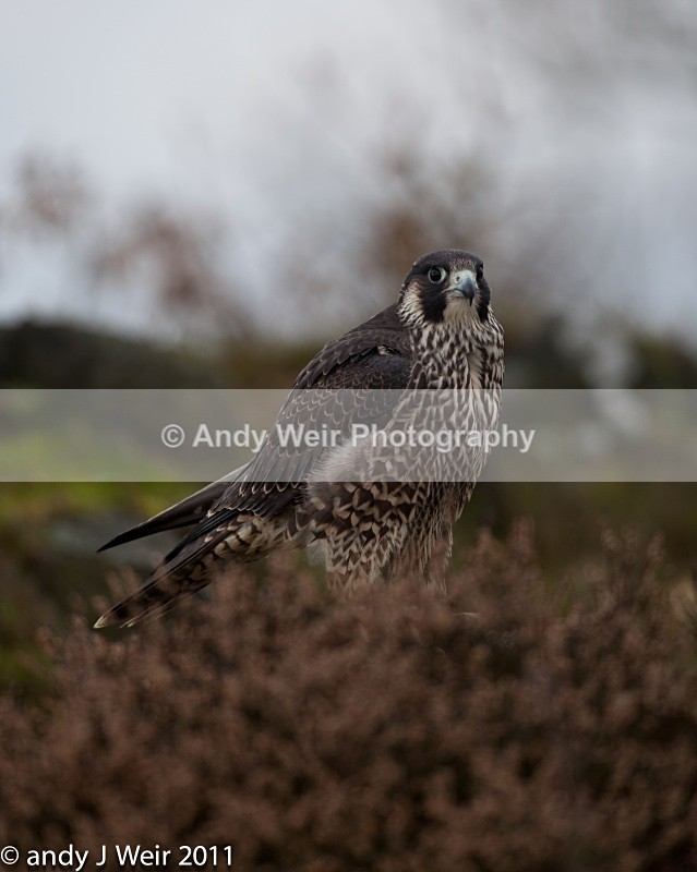  - Peregrine Falcon