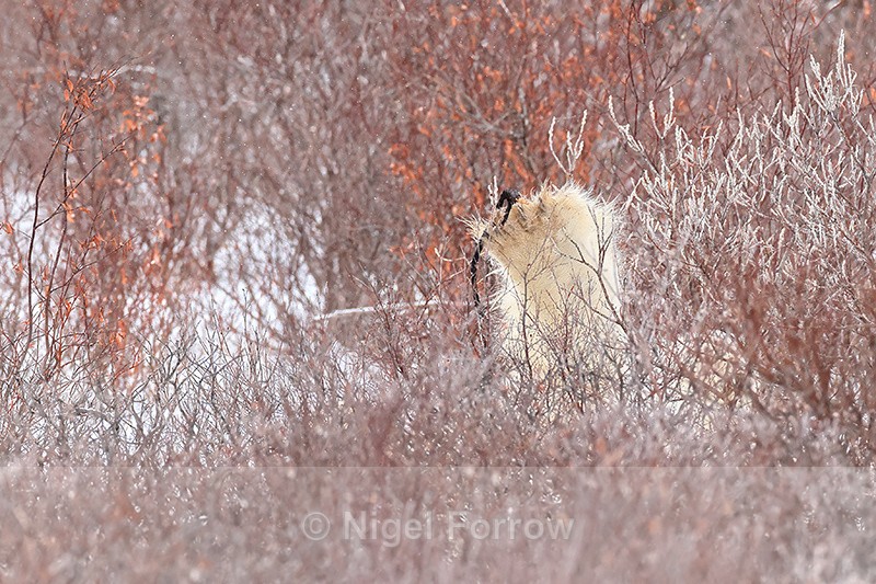 Polar Bear paw above willow, Churchill, Canada - Polar Bear