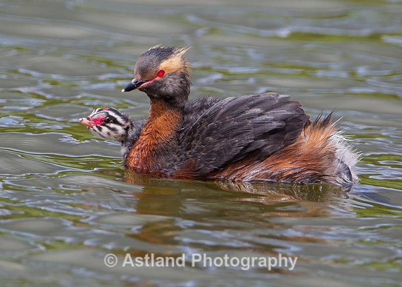 Astland Photography, Bird and Wildlife Images, Susan and Peter Wilson, U.K.