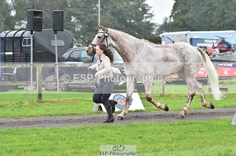 231018-122826-00314 - 038-IRISH.KONNECTION-Natasha.Anson-TrotUp