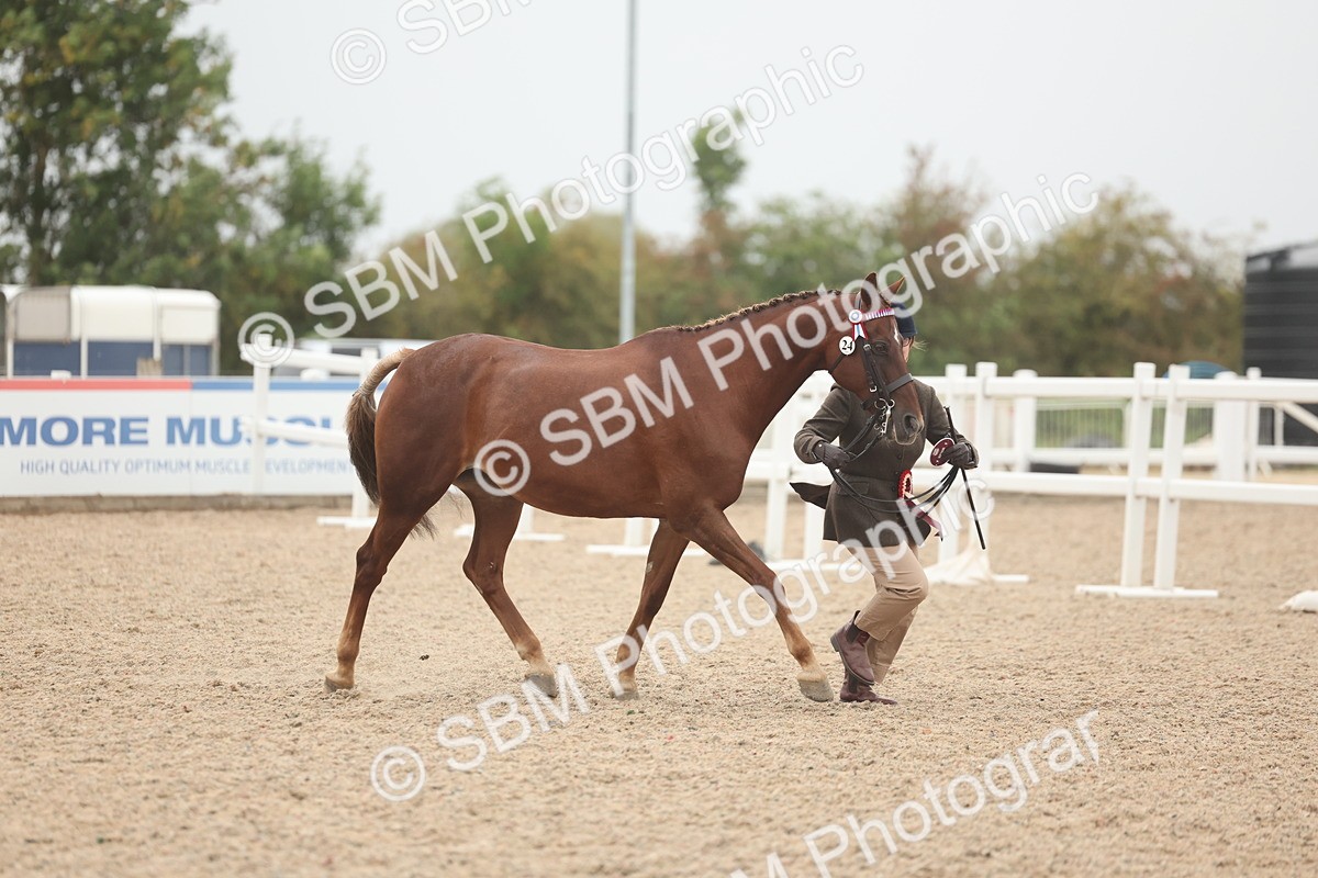 SBM_19912 - Class 318 - IH Part Bred Horse-Pony