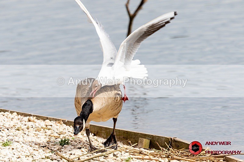 190523-untitled-8E0A2752 - Gulls