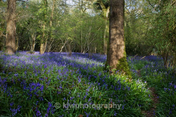bluebell copse