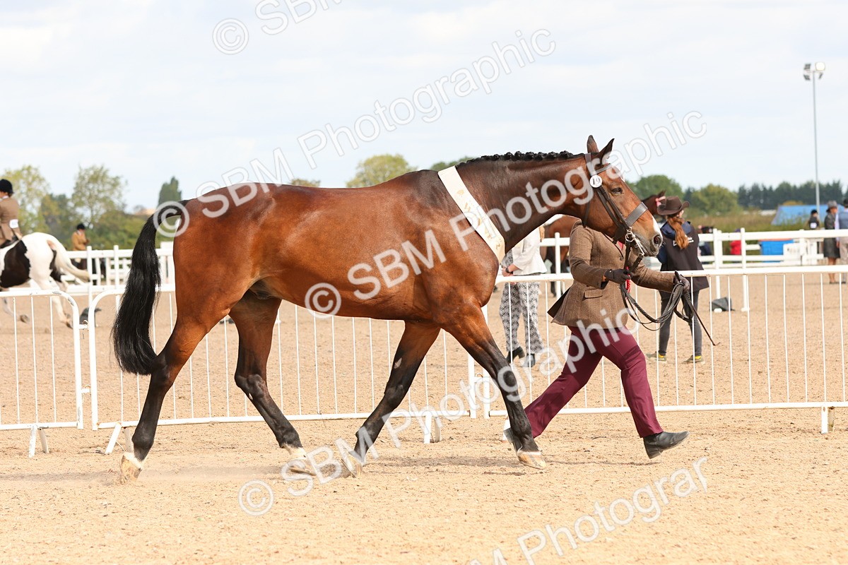 SBM_11771 - Class 208 - IH Veteran Horse