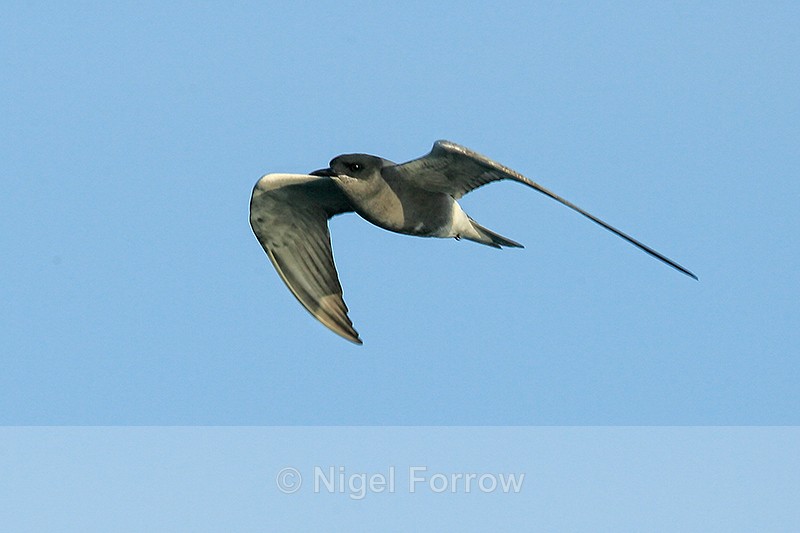 Black Tern in flight, Farmoor Reservoir - Black Tern