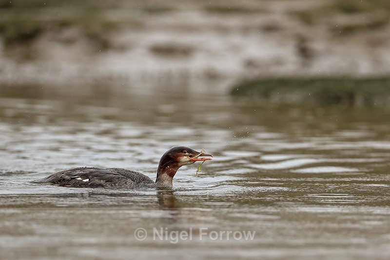 Common Merganser swallowing fish, Silver Salmon Creek, Alaska - Common Merganser