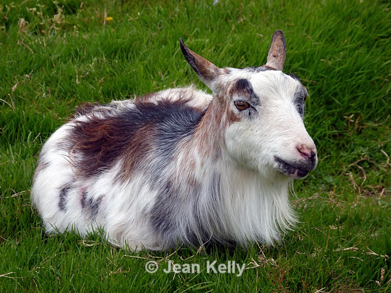 Pygmy goat - P1100343 - Goats