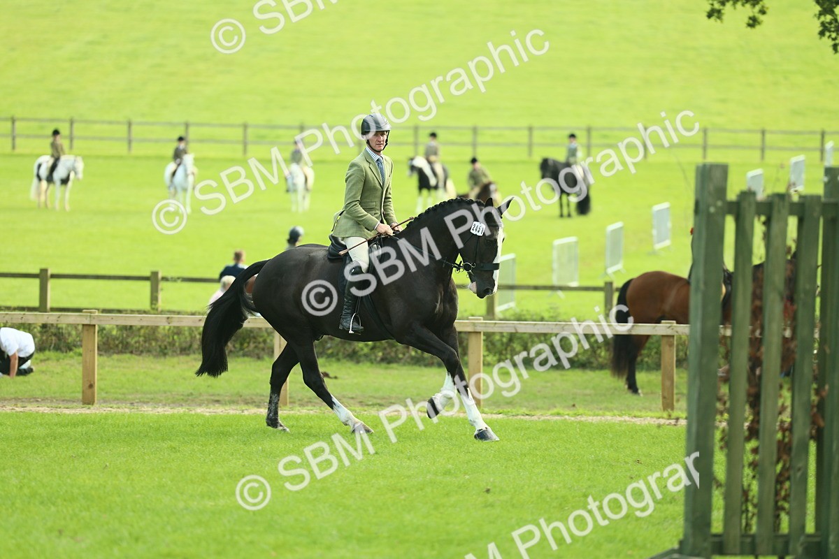 SBM_50755 - S33 - Working Hunter & Working Show Horse