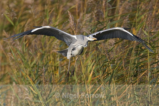 Grey Heron - Grey Heron