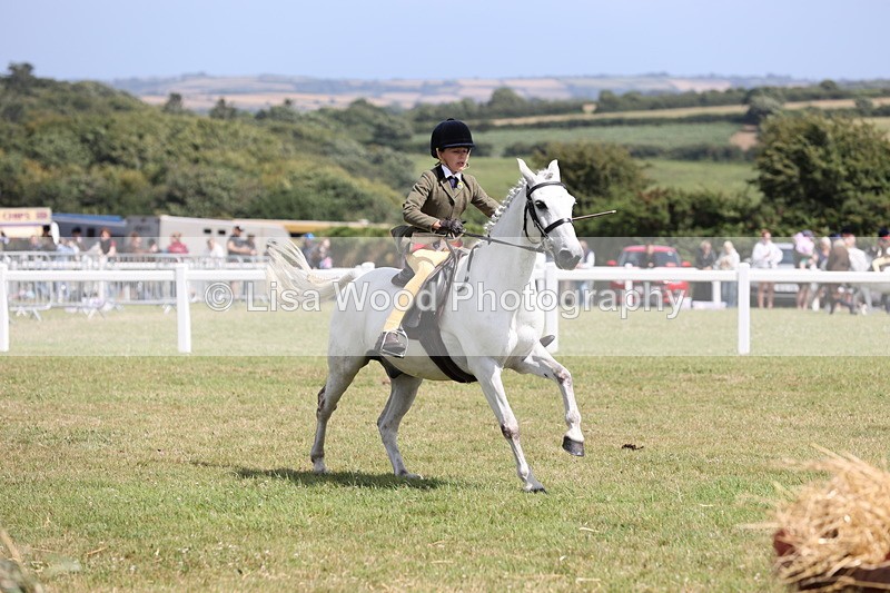 JPP_2116 - Class 19: Working Hunter 60cm