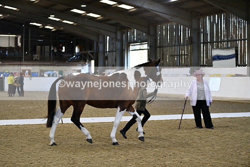 WJ5_3857 - Class 5 In Hand Veterans