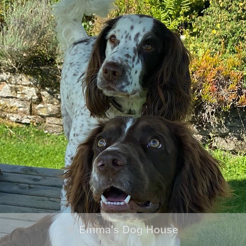  - Dogs