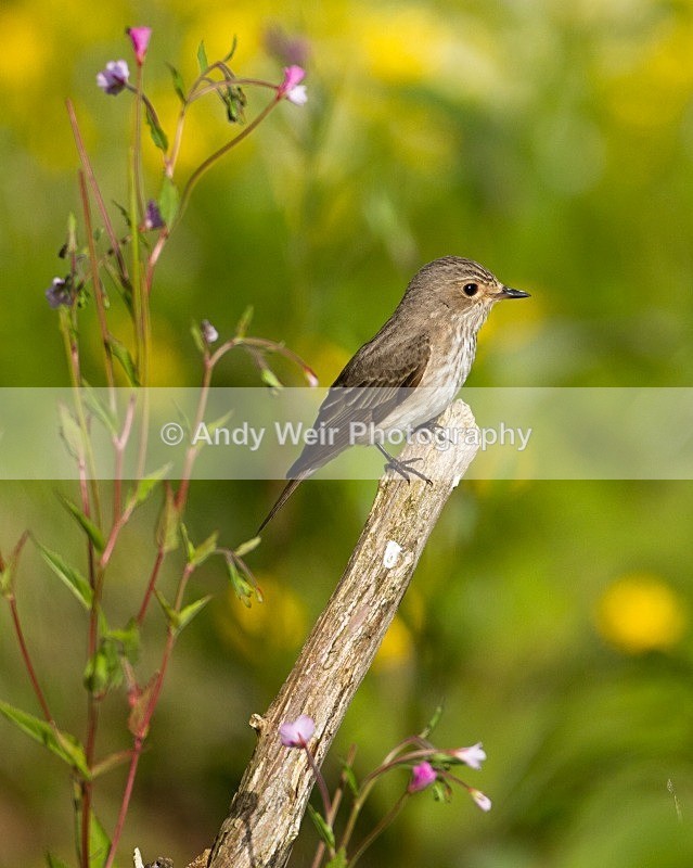 20110615-IMG_5890 - Flycatchers