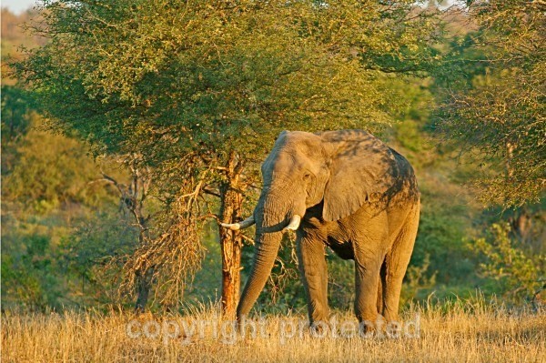 Elephant - Timbavati, South Africa - African Wildlife