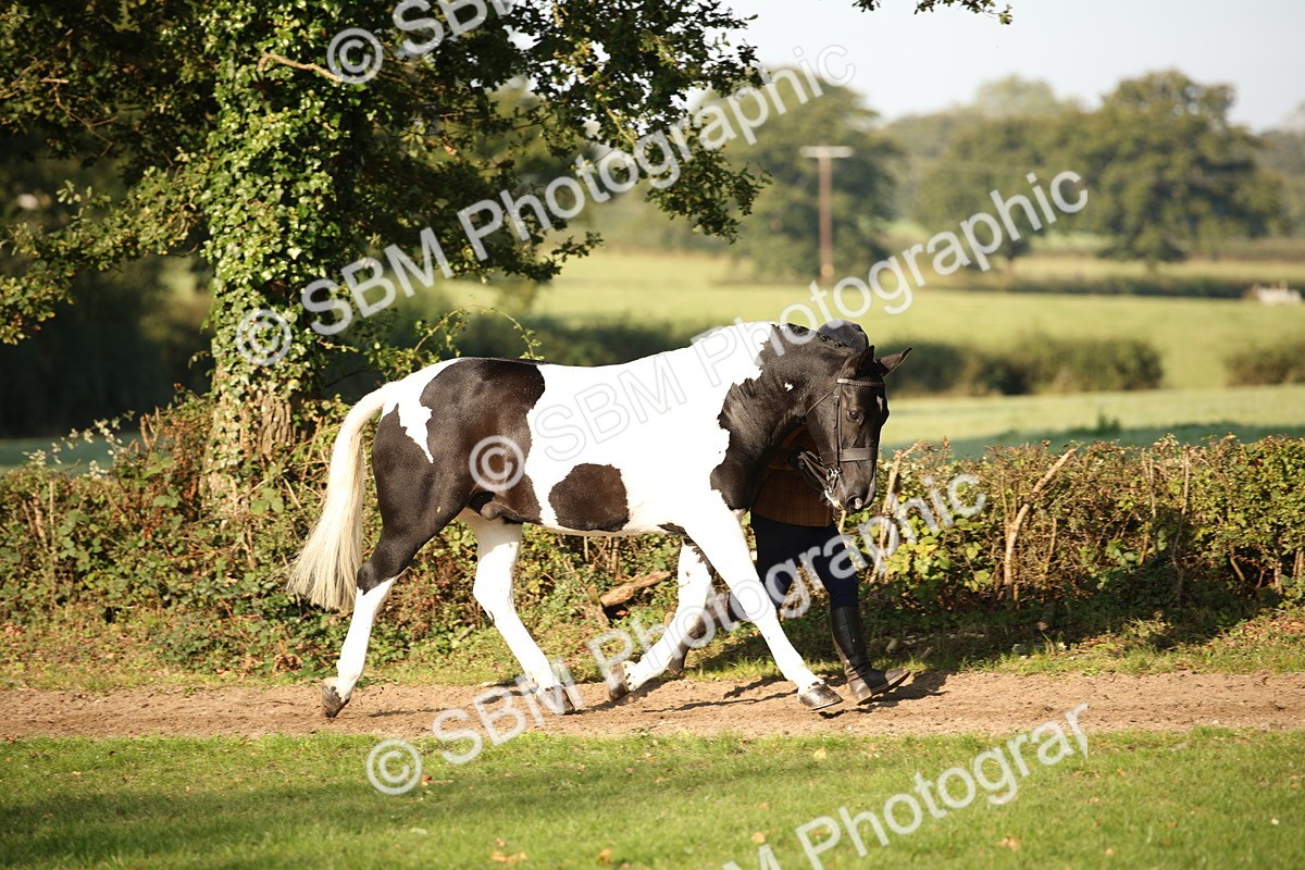 SBM_58664 - S51 - Piebald & Skewbald Horse In Hand