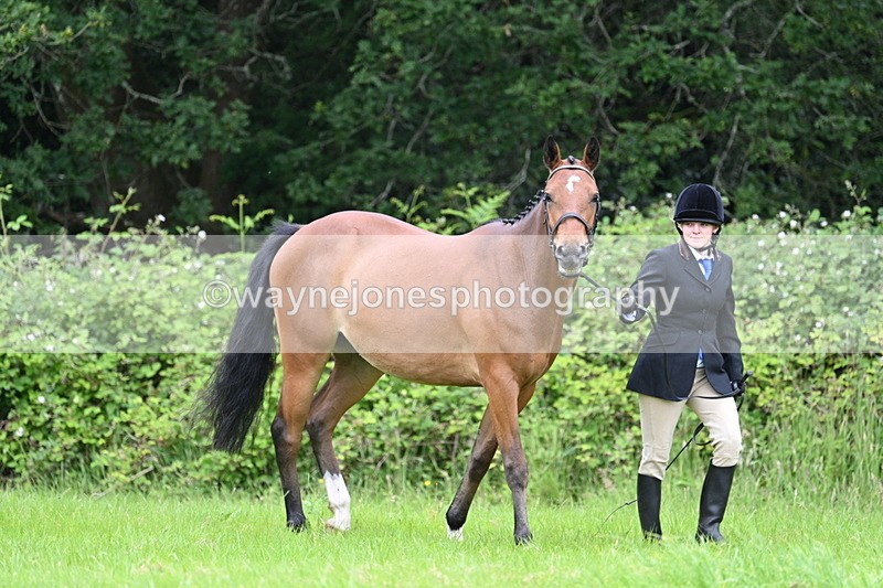 WJ7_3797 - Class 14A Handsome Gelding