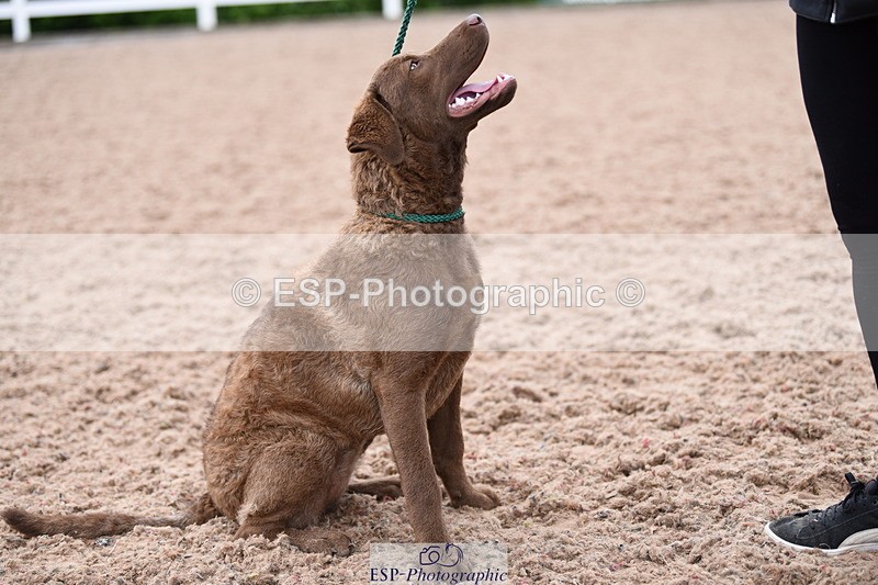 240518A-112356-00777 - Cls 1 Cutest Puppy