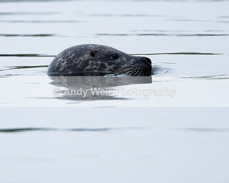 20090622-059 - Common Seal