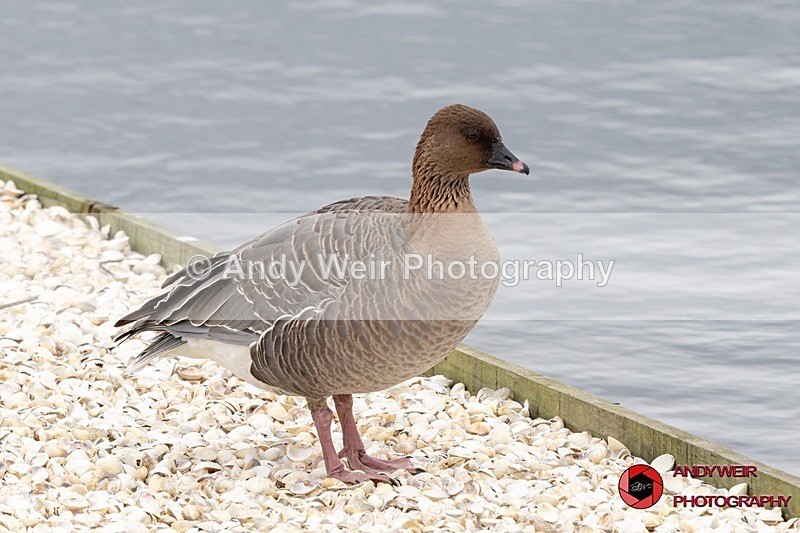 190322-untitled-8E0A3367 - Geese